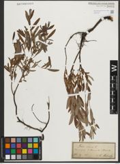 Foto von Salix repens L.